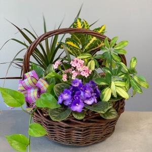 Mixed Plant Basket
