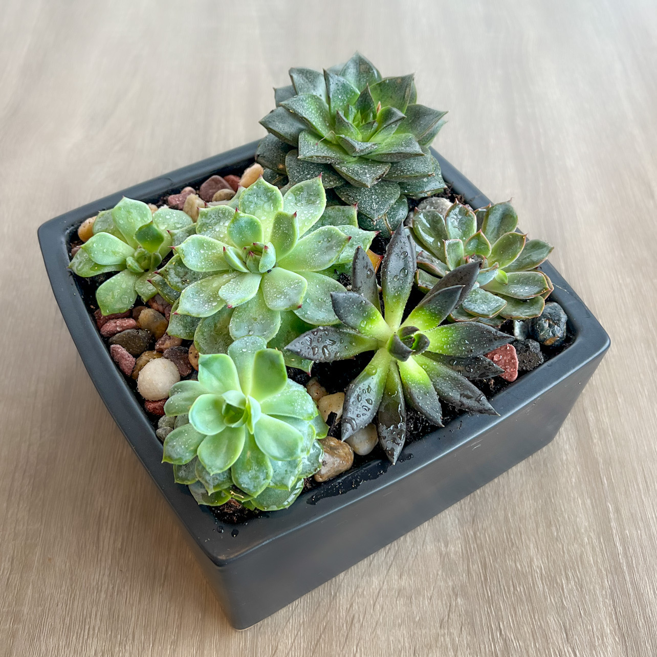 Modern Succulent Desktop Planter – Ballard Blossom Inc, Seattle WA