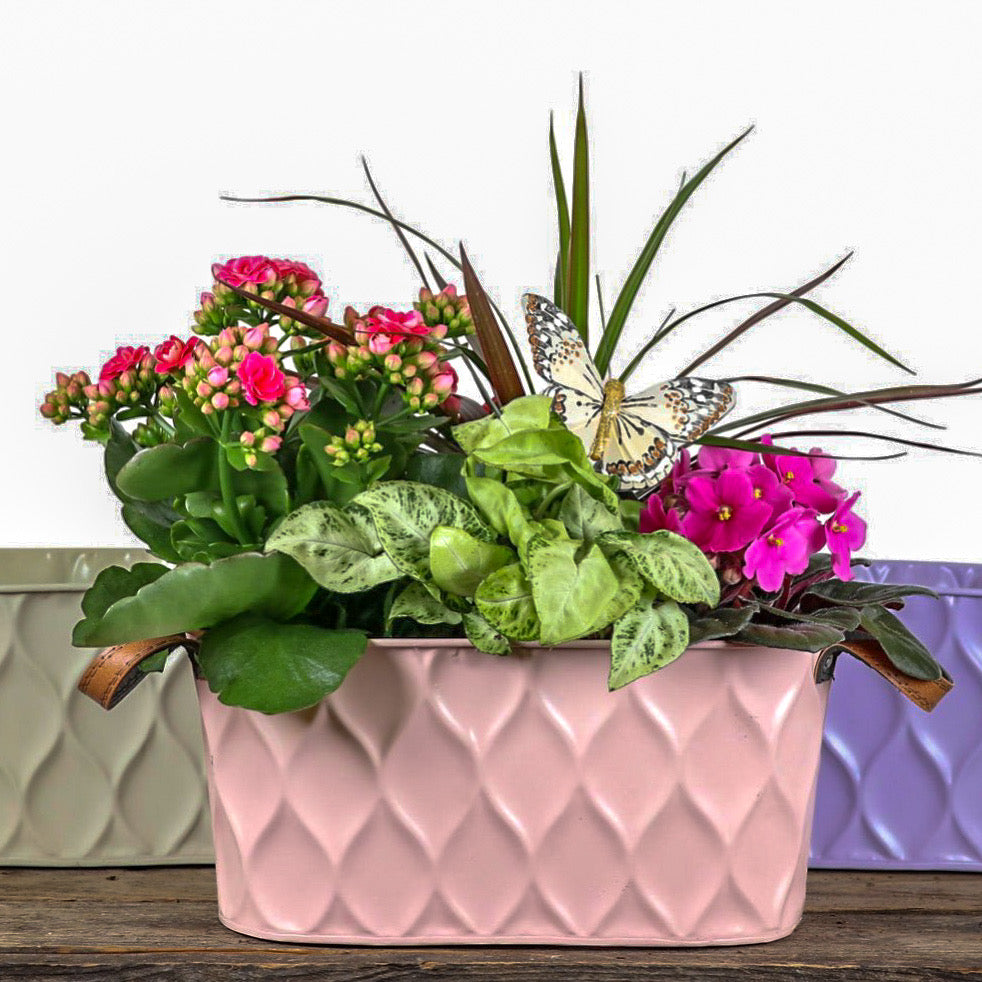 Colorspot Planter