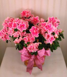 Azalea Plant