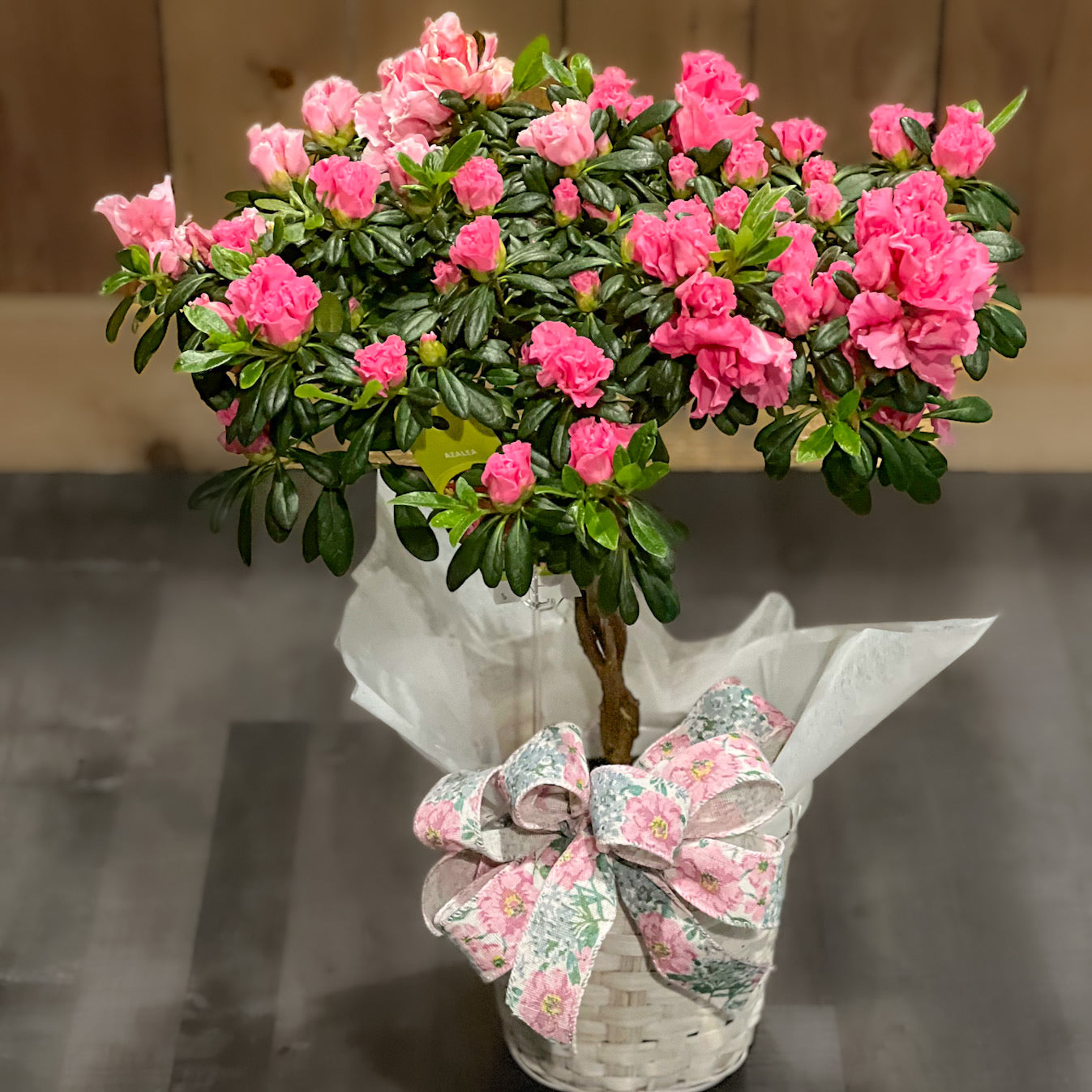 plante azalée Arbre azalée – flower arrangement | Seattle, WA