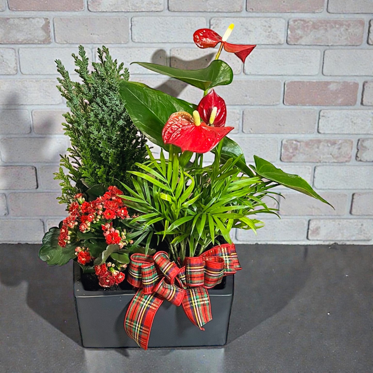 Jardin de plantes des souhaits d'hiver de Ballard