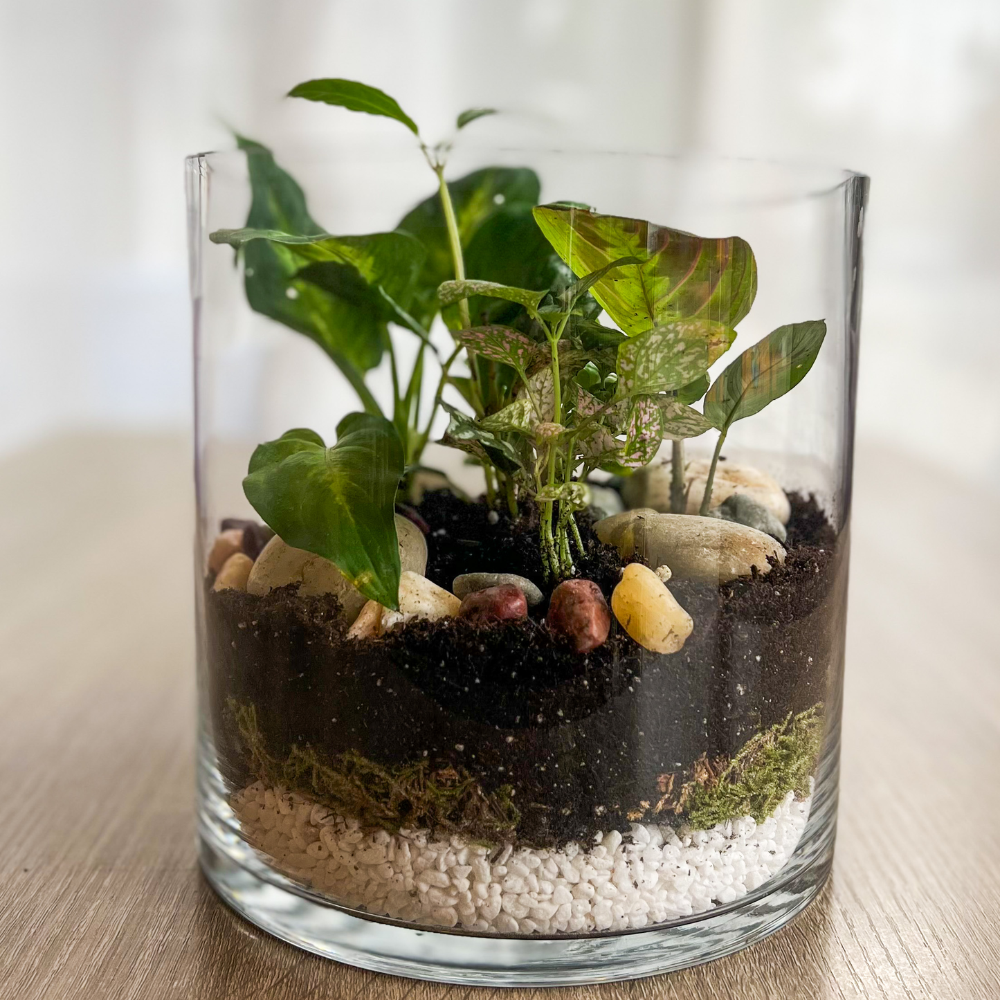 Terrarium de plantes vertes enchanteur