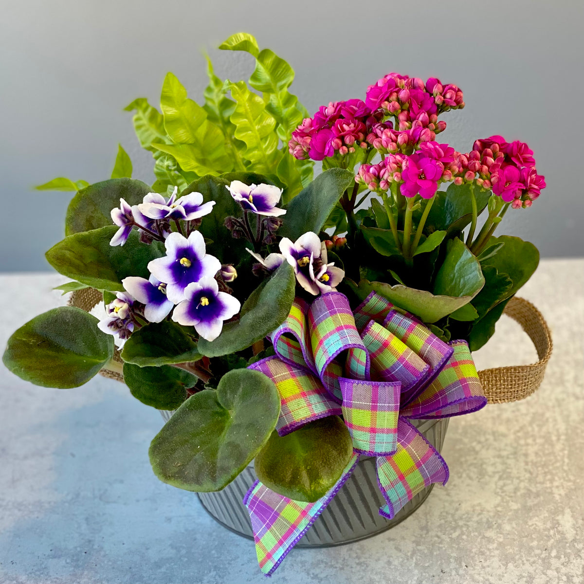 European Plant Dish Garden – Ballard Blossom Inc, Seattle WA