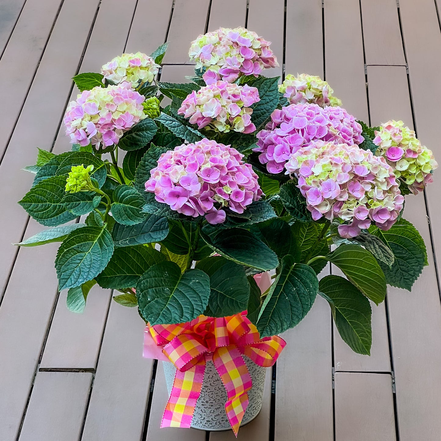 Hydrangea Planter