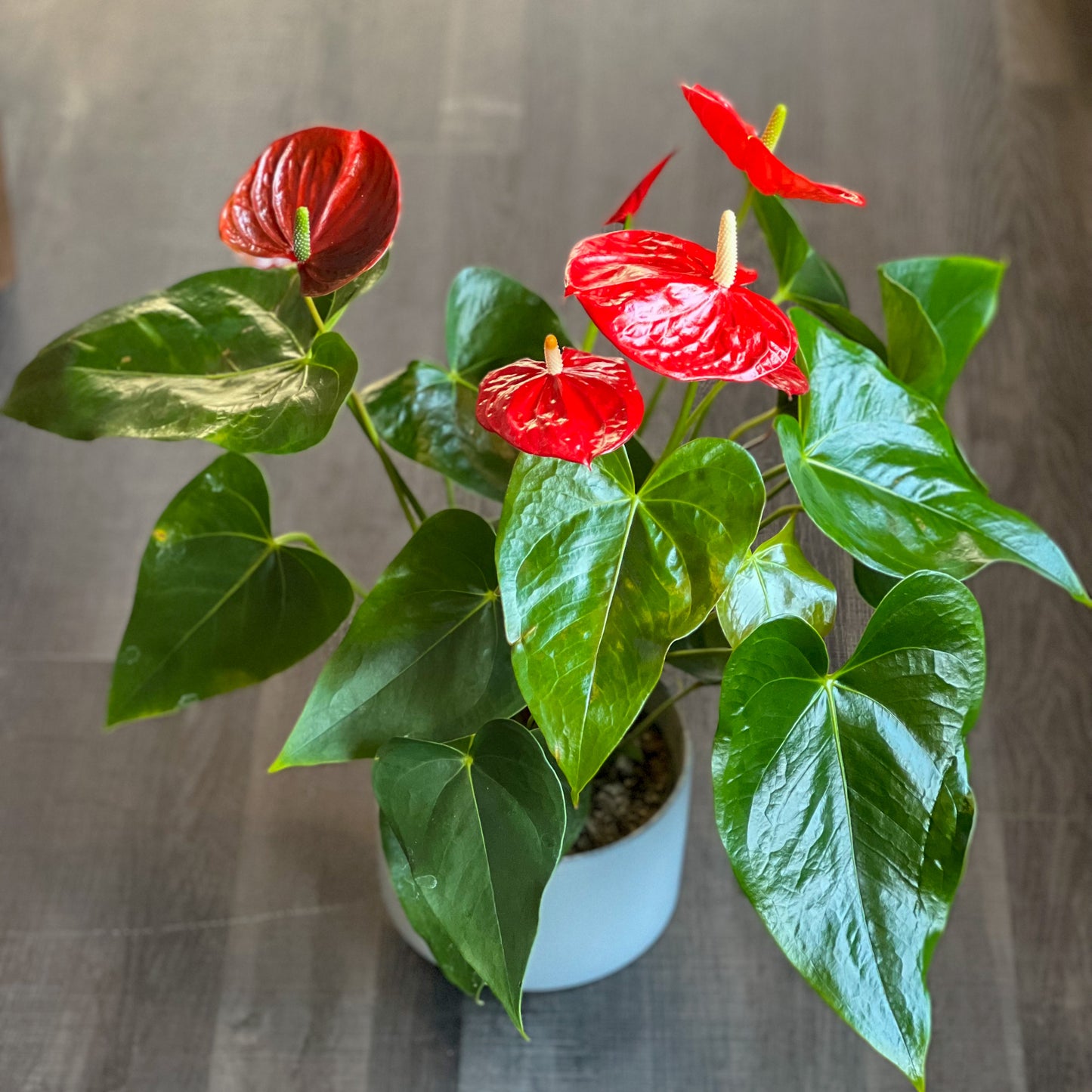 Goût de la plante d'Anthurium des tropiques