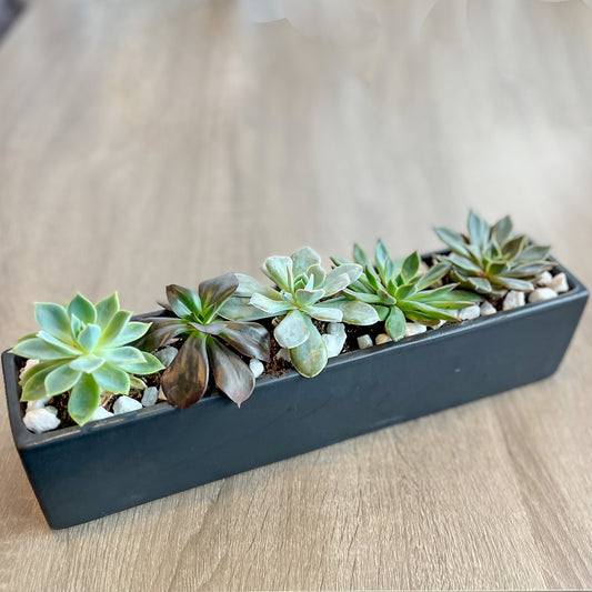 Modern Succulent Desktop Planter