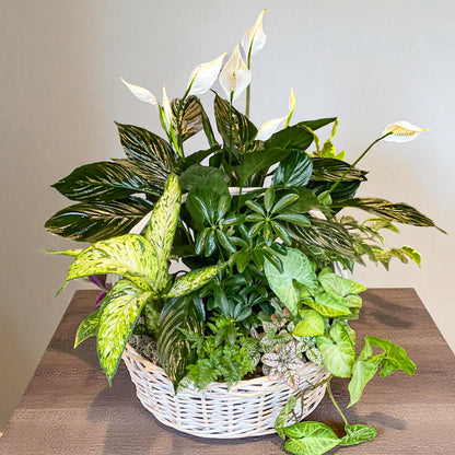 Seattle Plant Gardens 3 Choices