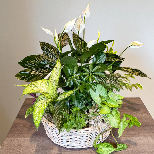 Seattle Plant Gardens 3 Choices