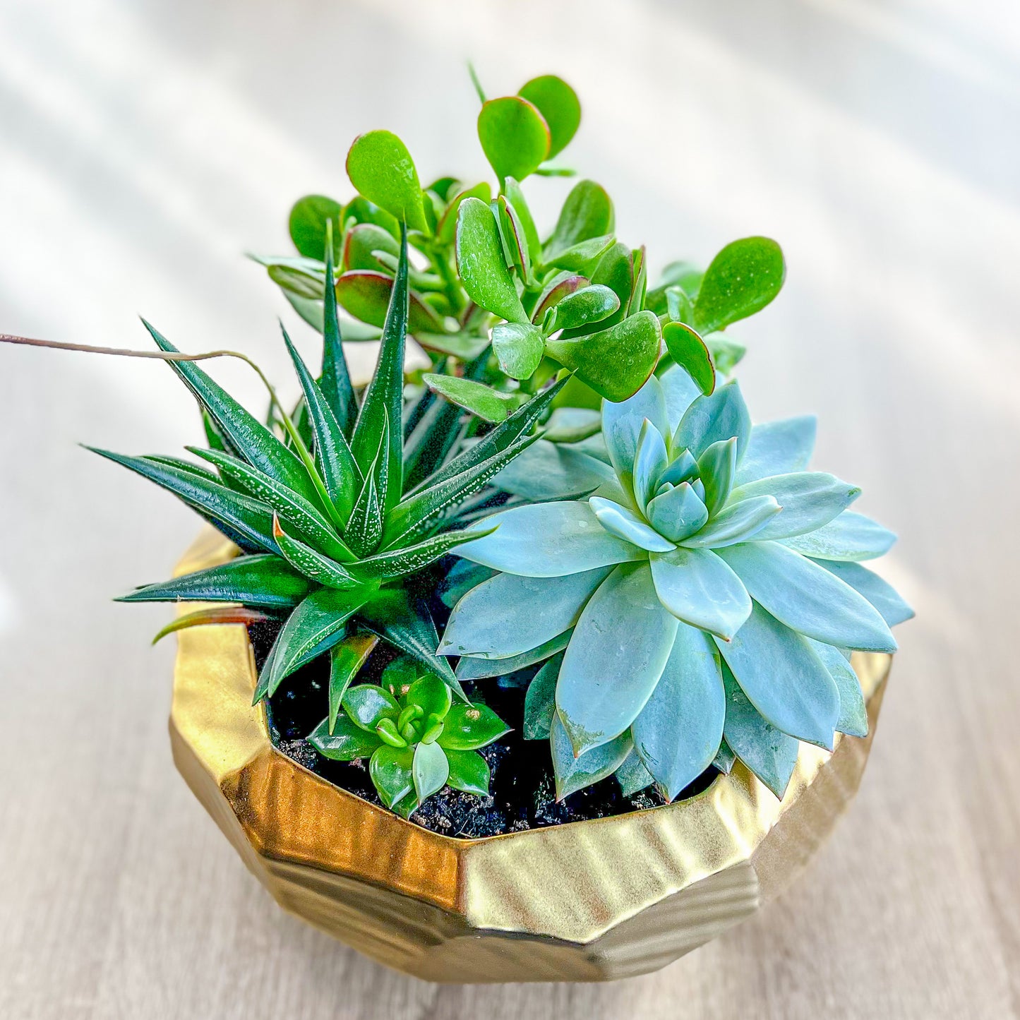 Seattle Plant Gardens 3 Choices