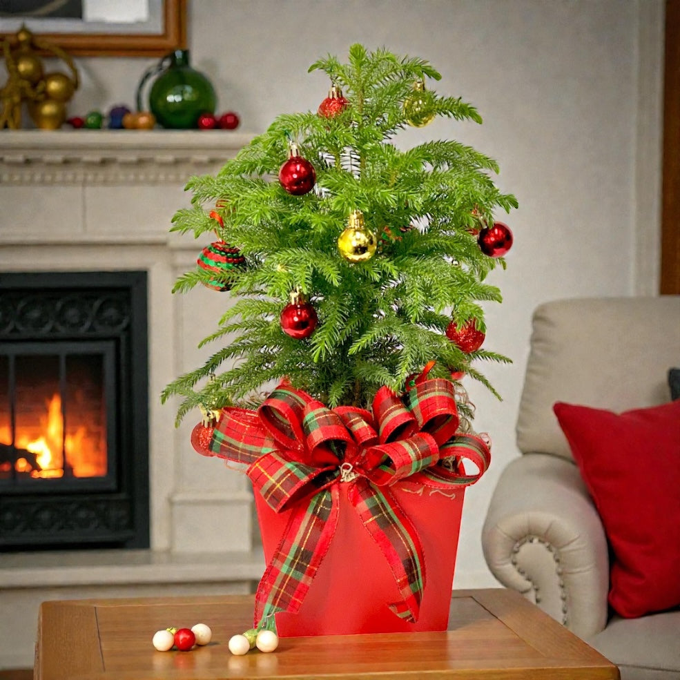 El pino festivo de Norfolk de Ballard 