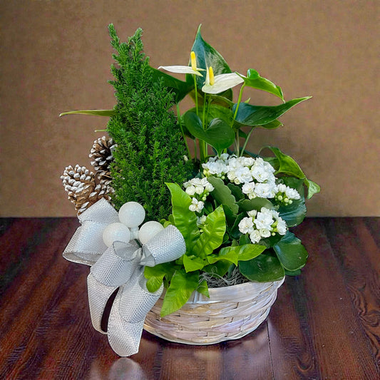 Ballard’s Winter White Planter
