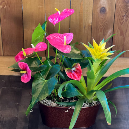 Ballard's Touch of Aloha Planter –  Ballard Blossom Inc, Seattle WA