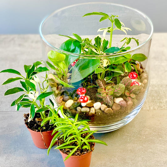 Terrarium de plantes vertes enchanteur