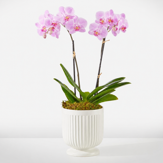 Elegant Pink Orchid Plant