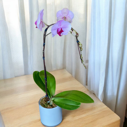 Pink Cascading Orchid Plant