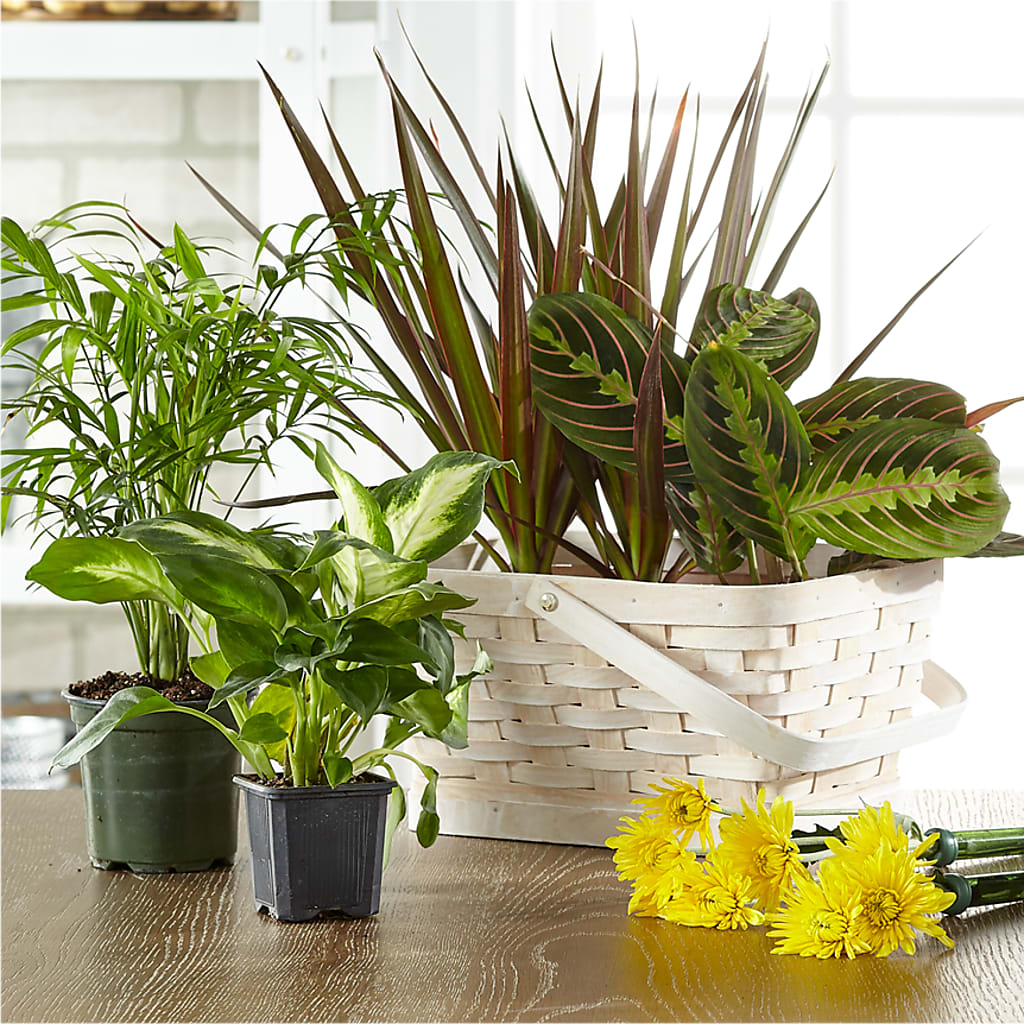 Plant Basket Garden