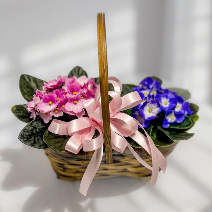 African Violet Basket