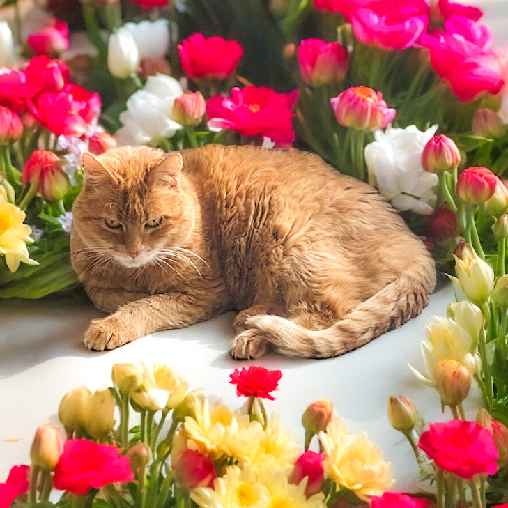 Arrangement de fleurs Ballard de fleurs amicales pour les chats