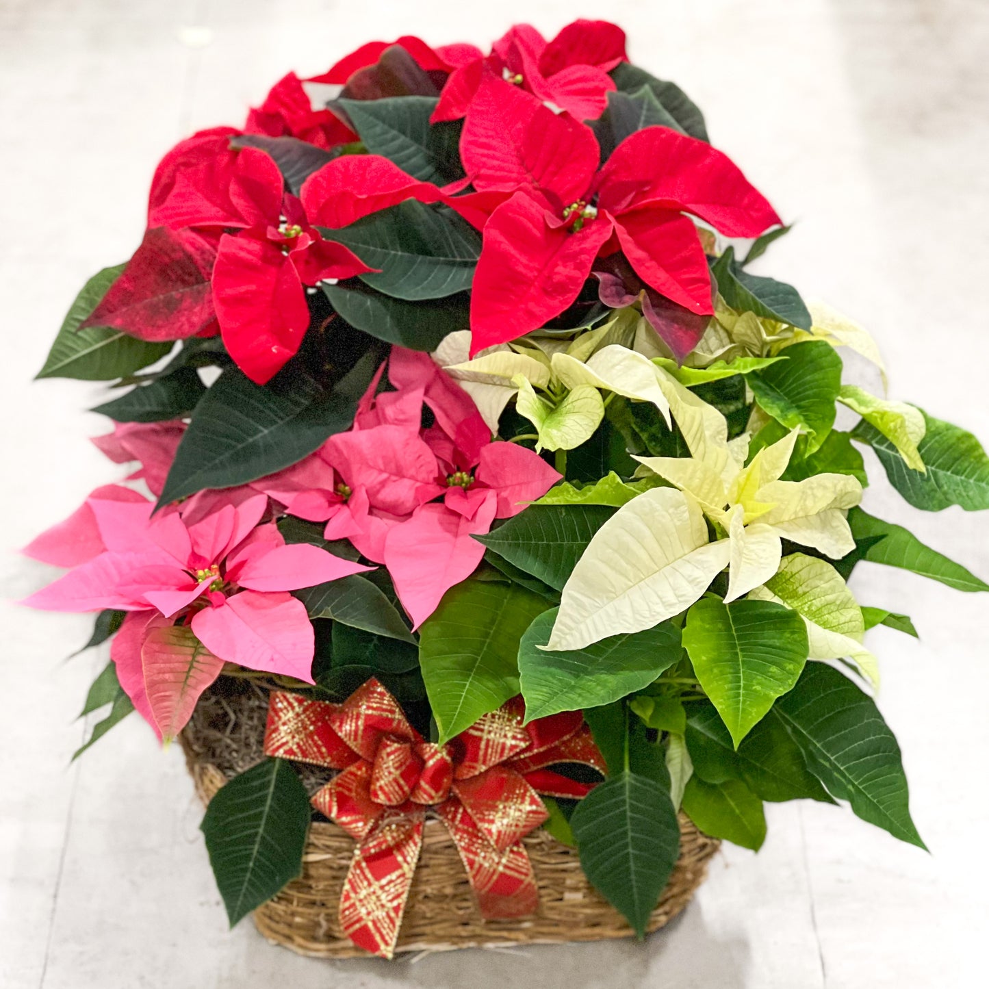 Cesta grande con triple flor de Pascua