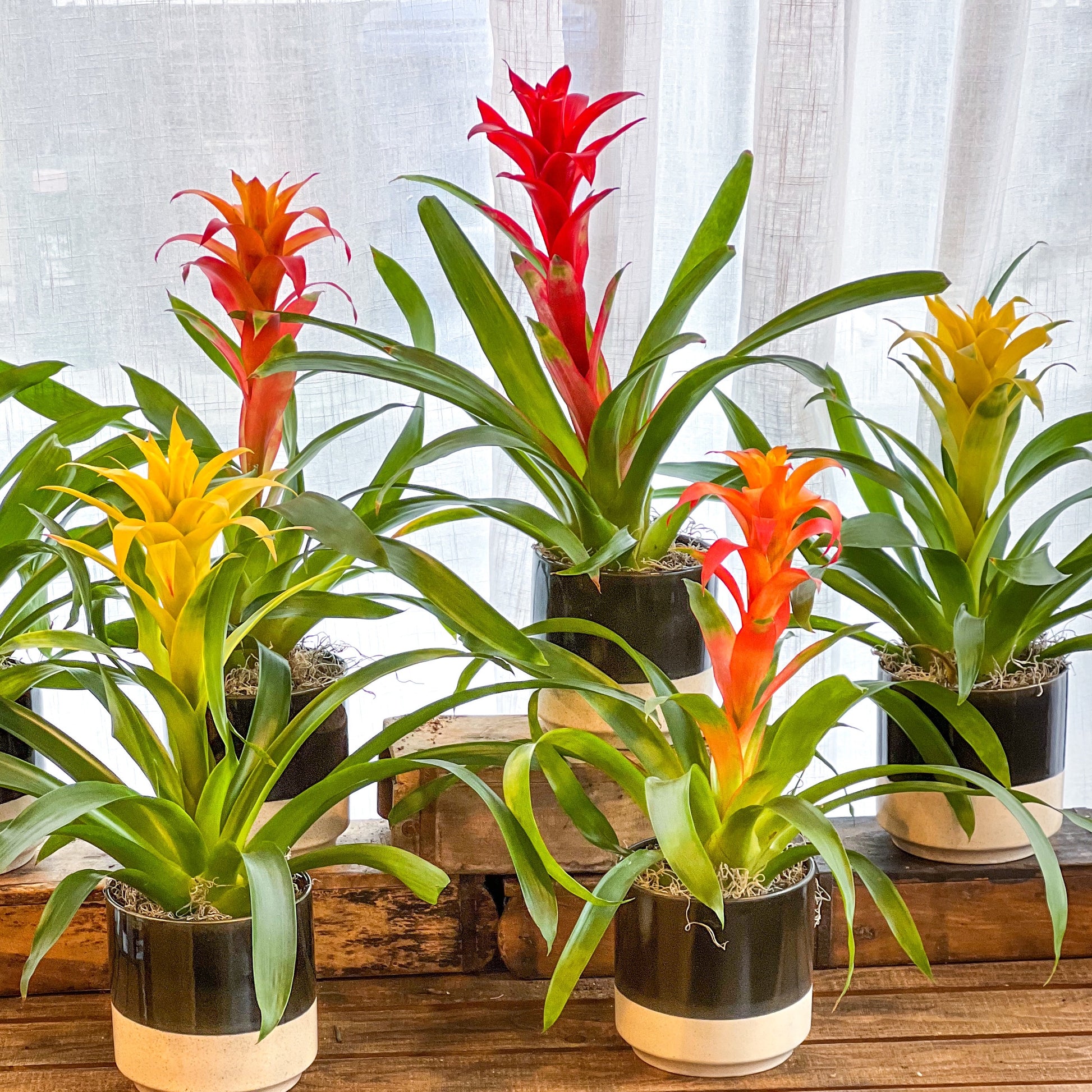 red and yellow house plant Bromeliad Plant -Color will vary daily – orange, red, yellow orange bi-col flower arrangement | Seattle, WA