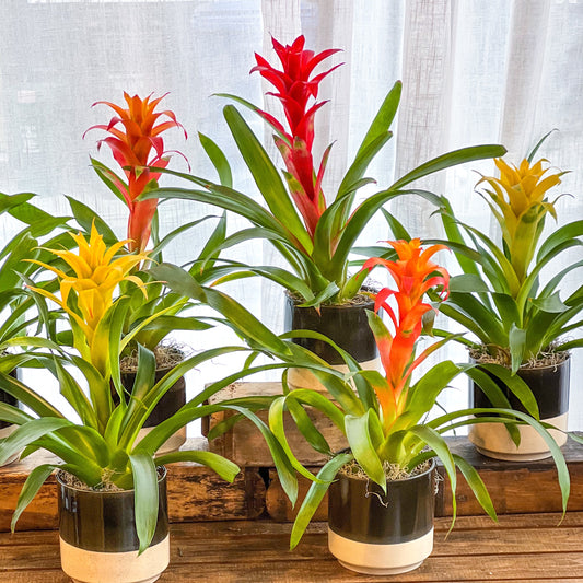 Bromeliad Plant -Color will vary daily