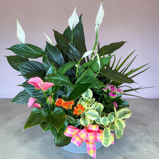 European Plant Dish Garden –  Ballard Blossom Inc, Seattle WA