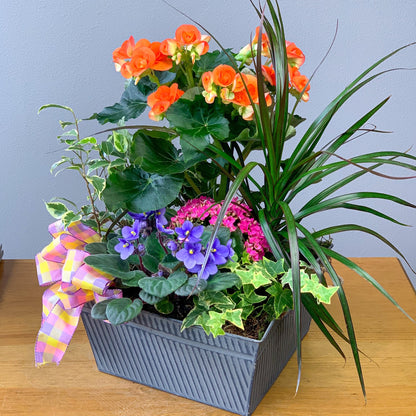 European Plant Dish Garden
