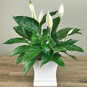 Ballard's Peace Lily Plant –  Ballard Blossom Inc, Seattle WA