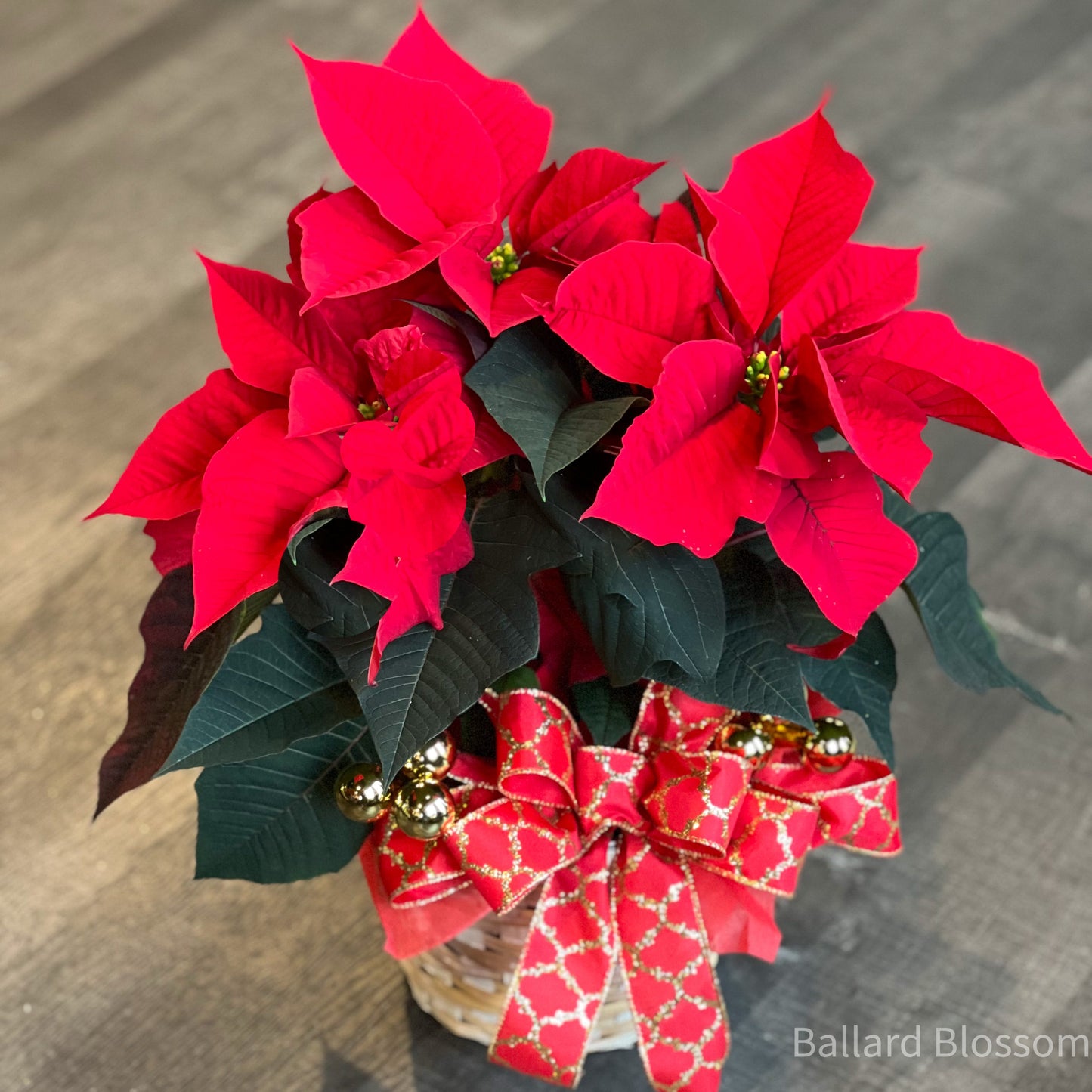 Flor de Pascua festiva