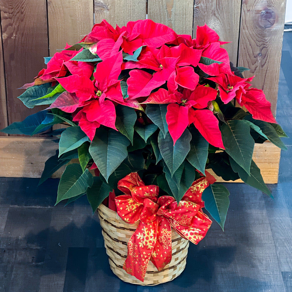 Large Poinsettia Plant
