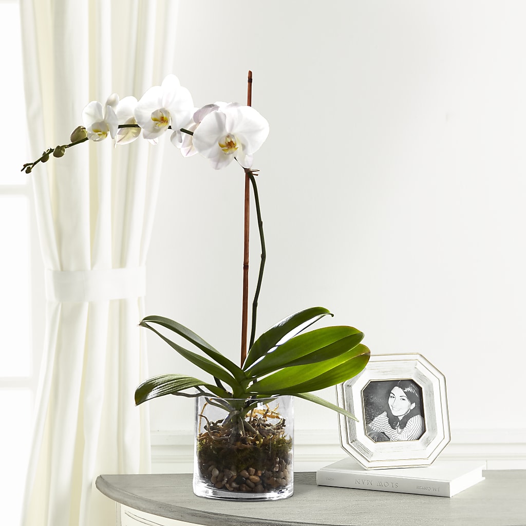 Plante d'orchidée blanche élégante