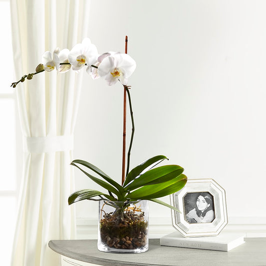 Elegant White Orchid Plant