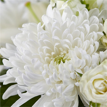 Classic Ivory – A Florist Original –  Ballard Blossom Inc, Seattle WA