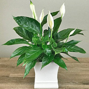 Ballard's Peace Lily Plant